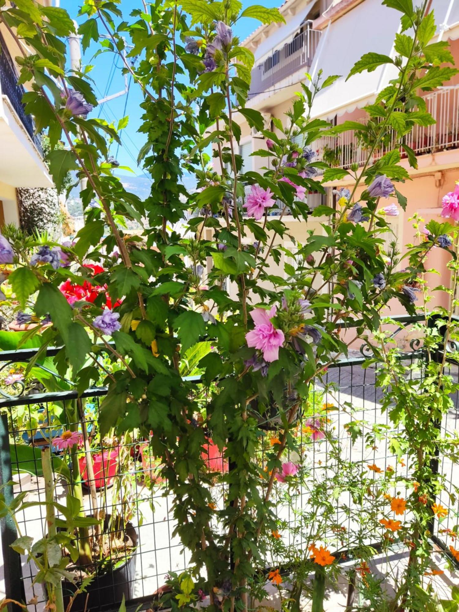 Apartament Napier *